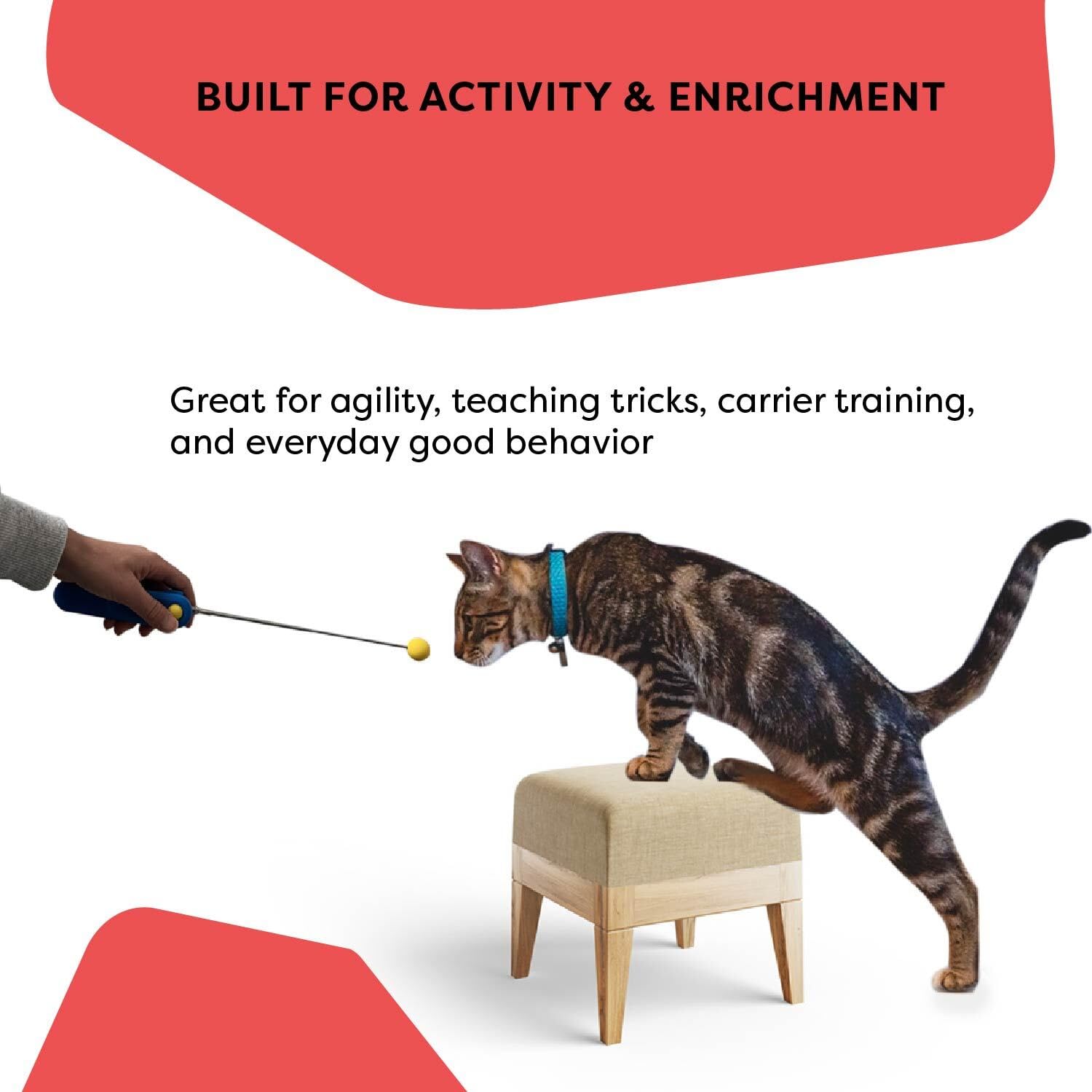 CAT SCHOOL 15 leçons guidées soutiennent la progression et la confiance.
