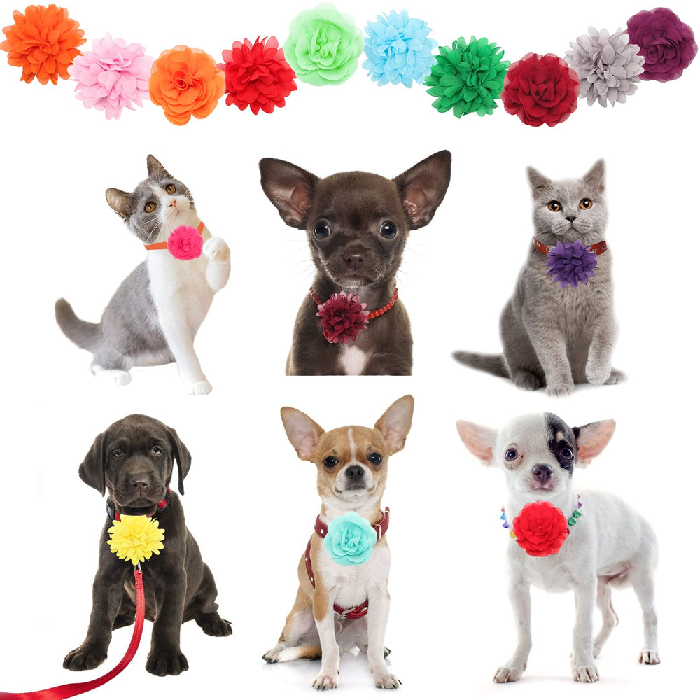 Catcan allure florale raffinée pour chien, occasion spéciale.