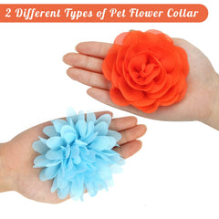 Catcan détail fleur collier chien, design lumineux.
