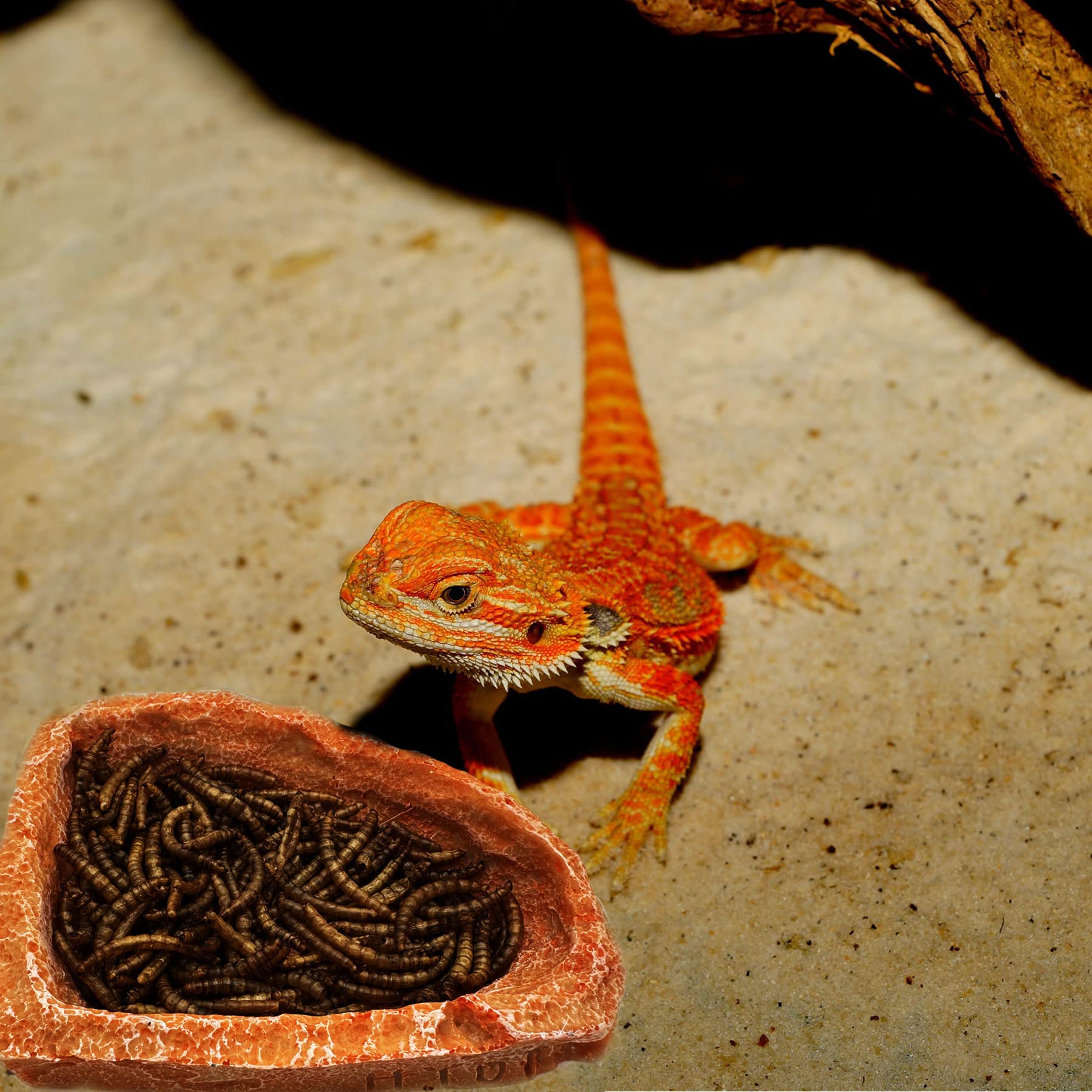 Bol CATENEED s'harmonisant dans le terrarium comme décor élégant et fonctionnel.
