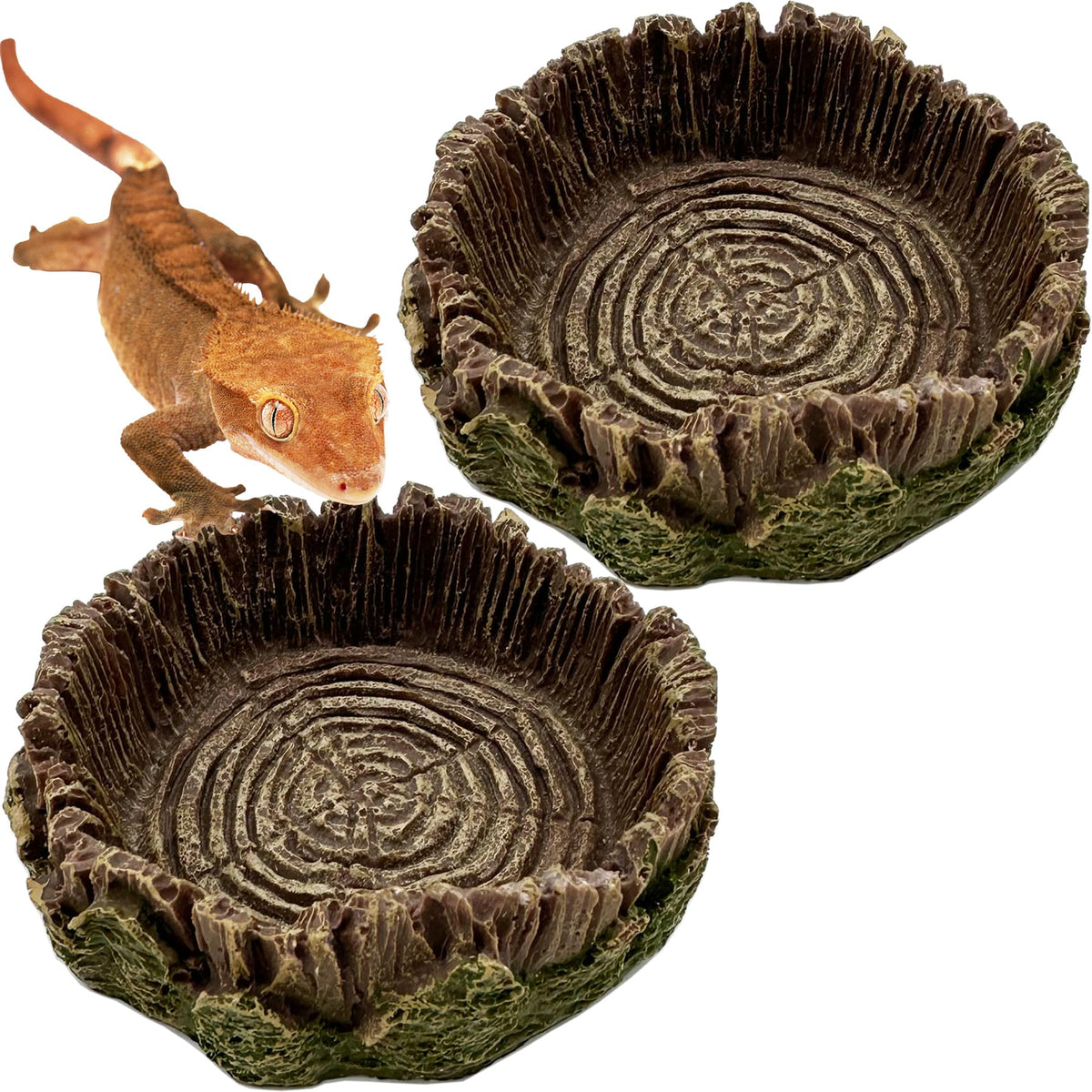 CATENEED petit plat en résine pour reptiles dans le terrarium, aspect roche naturelle.