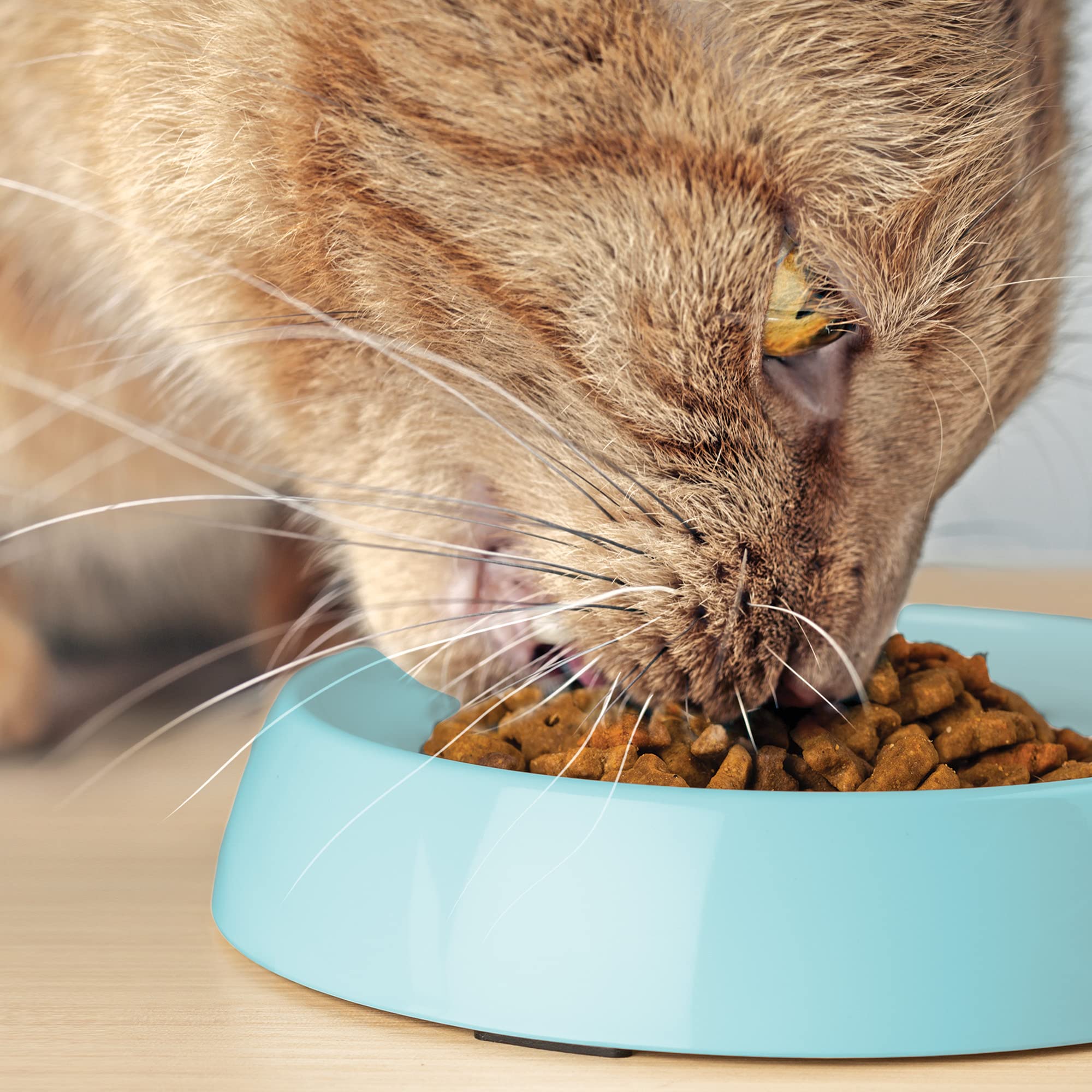 CatGuru Aruba bol pour chats d'intérieur, parfait pour repas mesurés.