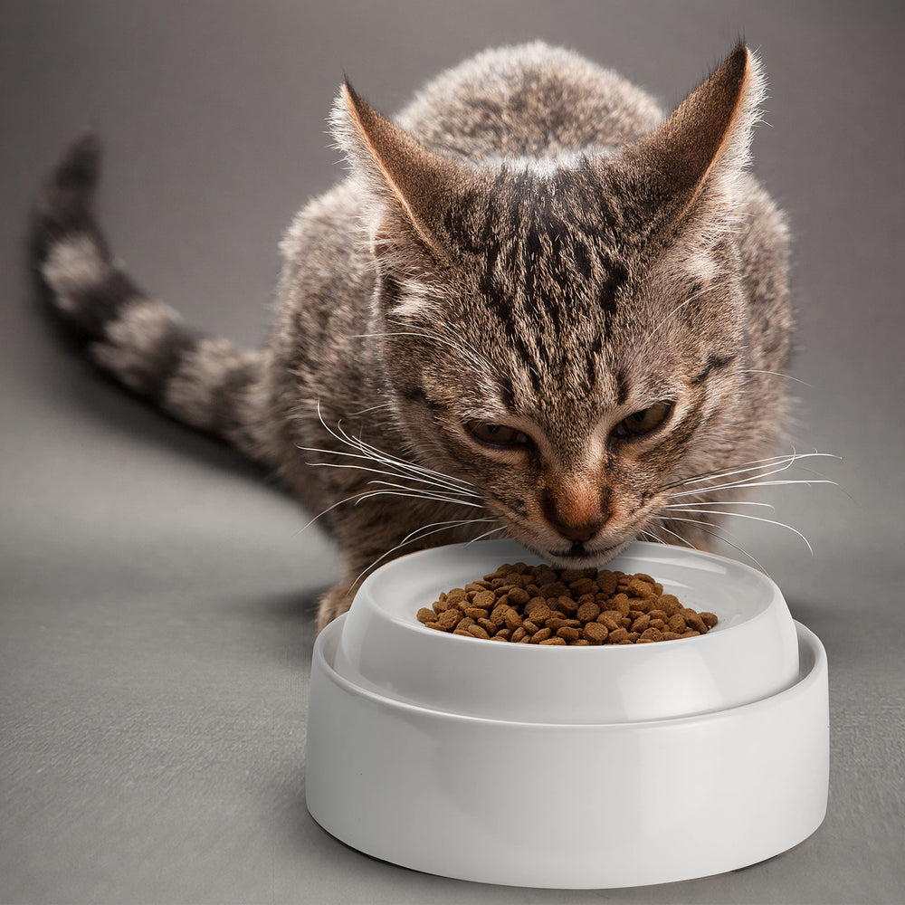 CatGuru bol lave-vaisselle et micro-ondes entretien pratique
