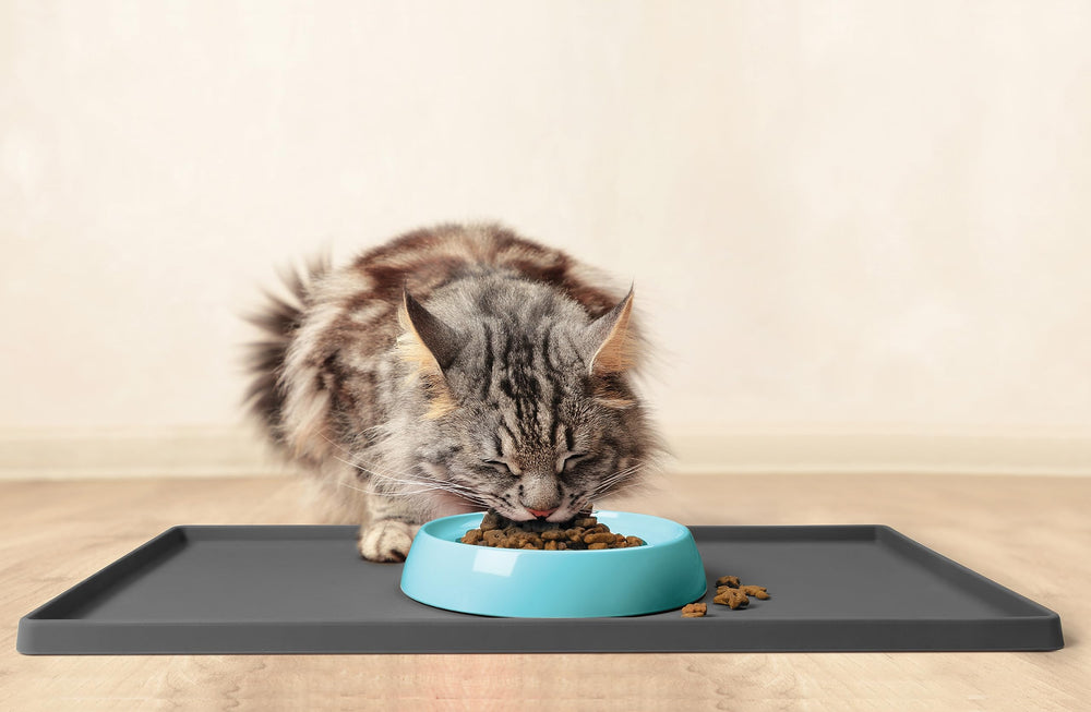 Bol CatGuru sans plomb, option sûre pour les repas.