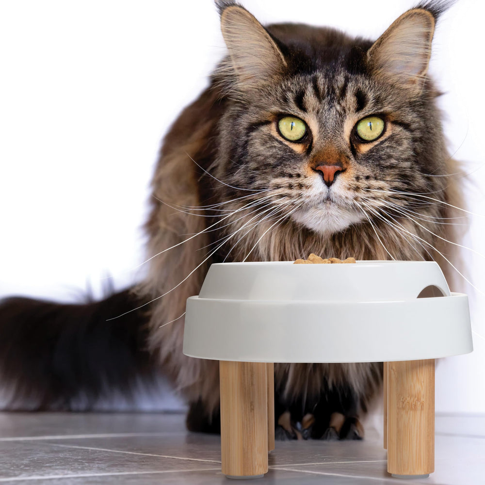 Support d'alimentation compact CatGuru optimise les petits espaces.