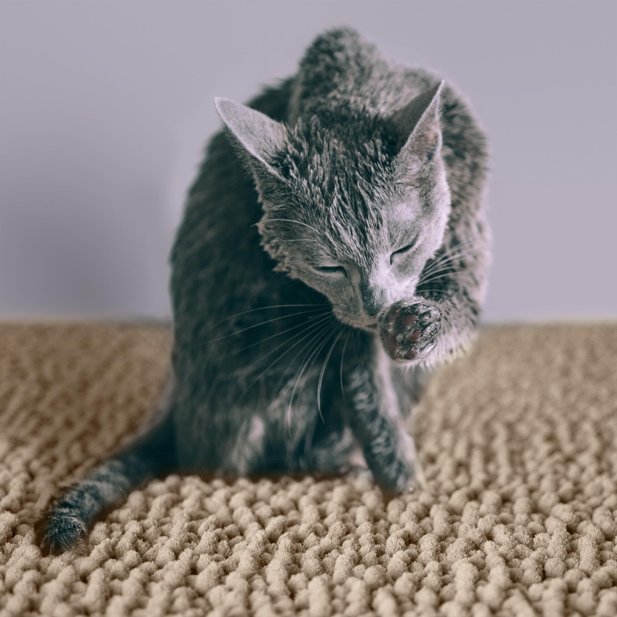 Taille XXL 48x35 pouces offre une grande zone pour les chats.