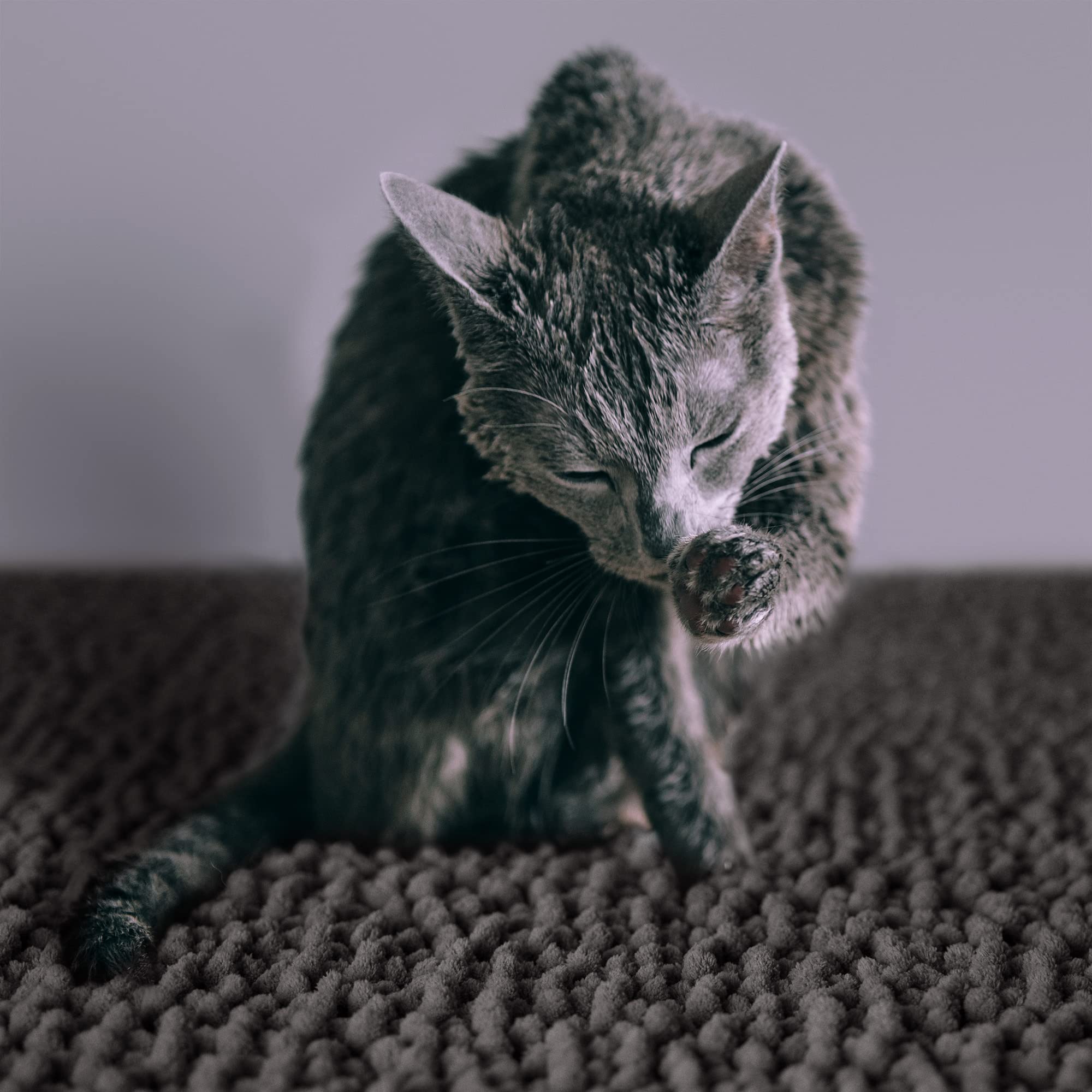 CatGuru Tapis Litière XXL, grande couverture pour espaces larges