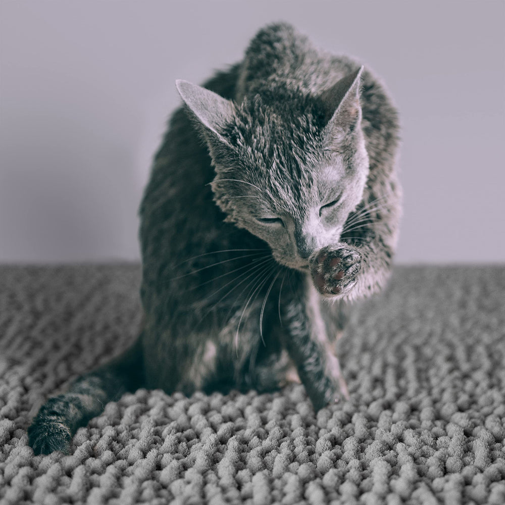 CatGuru tapis-litiere microfibre douce pour essuyer les pattes.