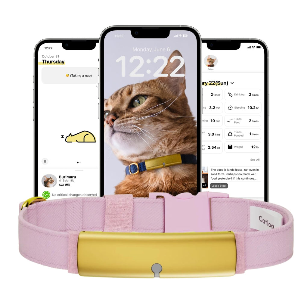 Catlog Sakura XS collier porté, suivi discret du chat.