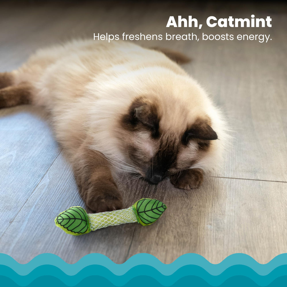 Catstages coque nylon dentaire, durable et aide à nettoyer en douceur.