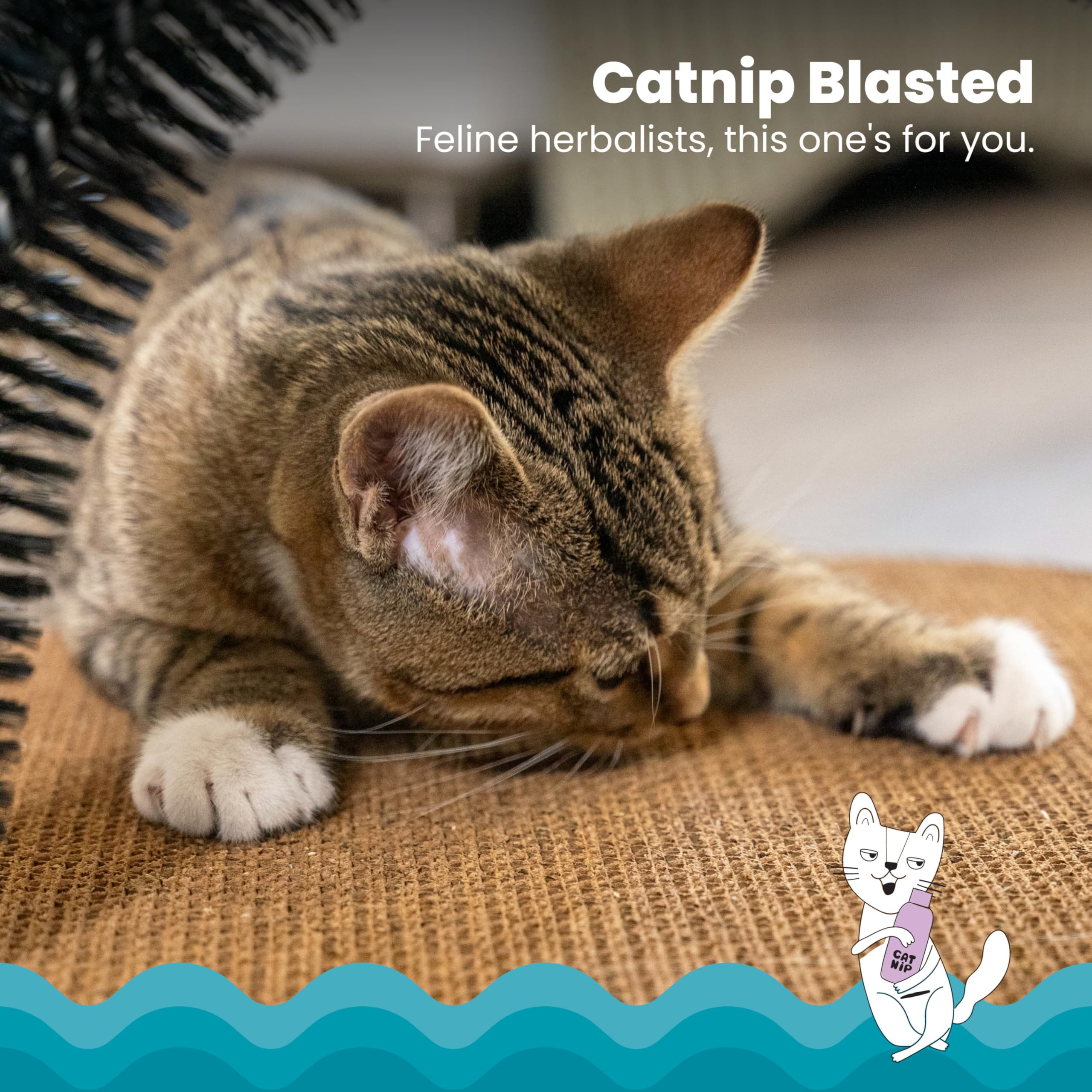 Catstages: herbe-a-chat-infusee pour stimuler le jeu et l'auto-soin.