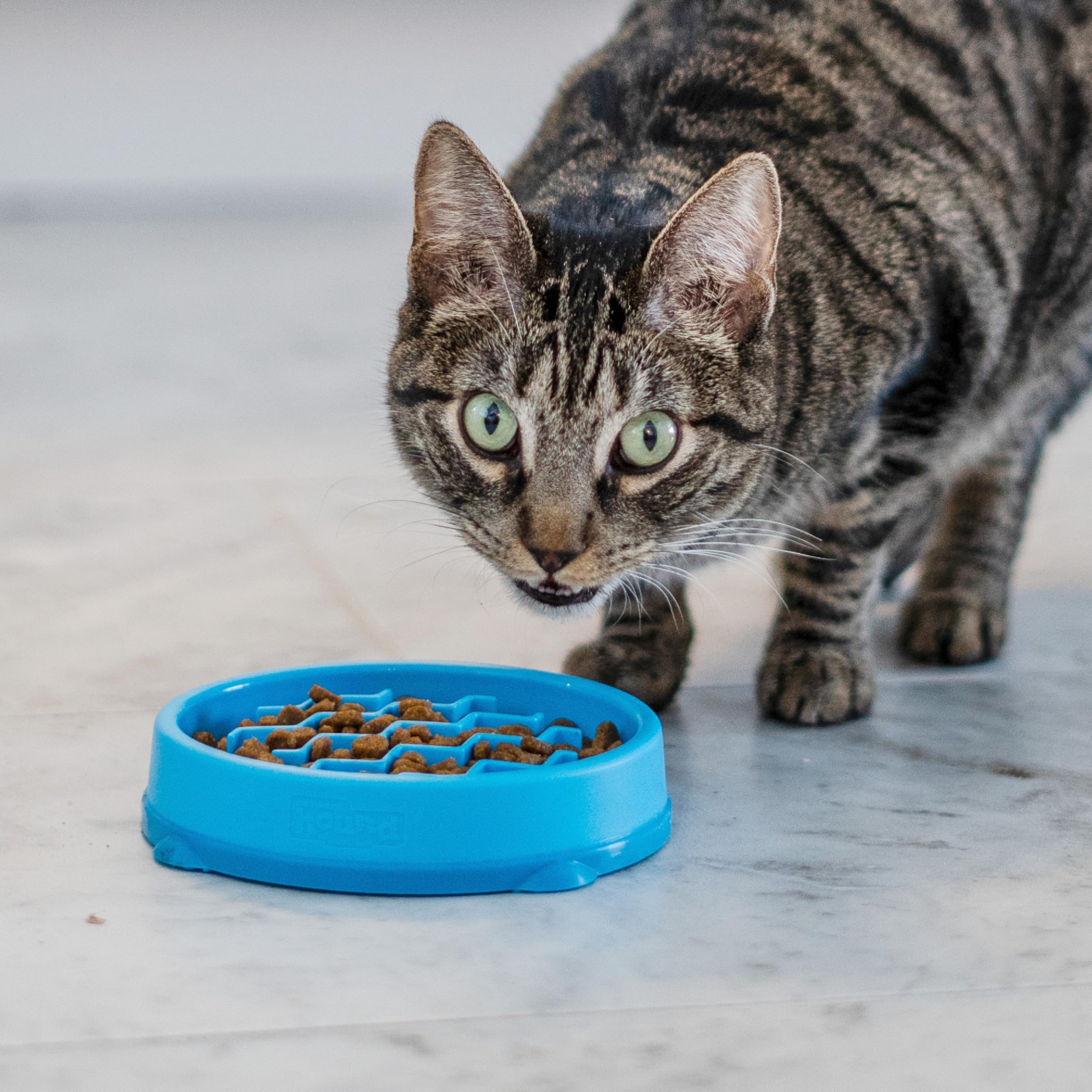 Catstages lave-vaisselle haut chat facilité nettoyage rapide.