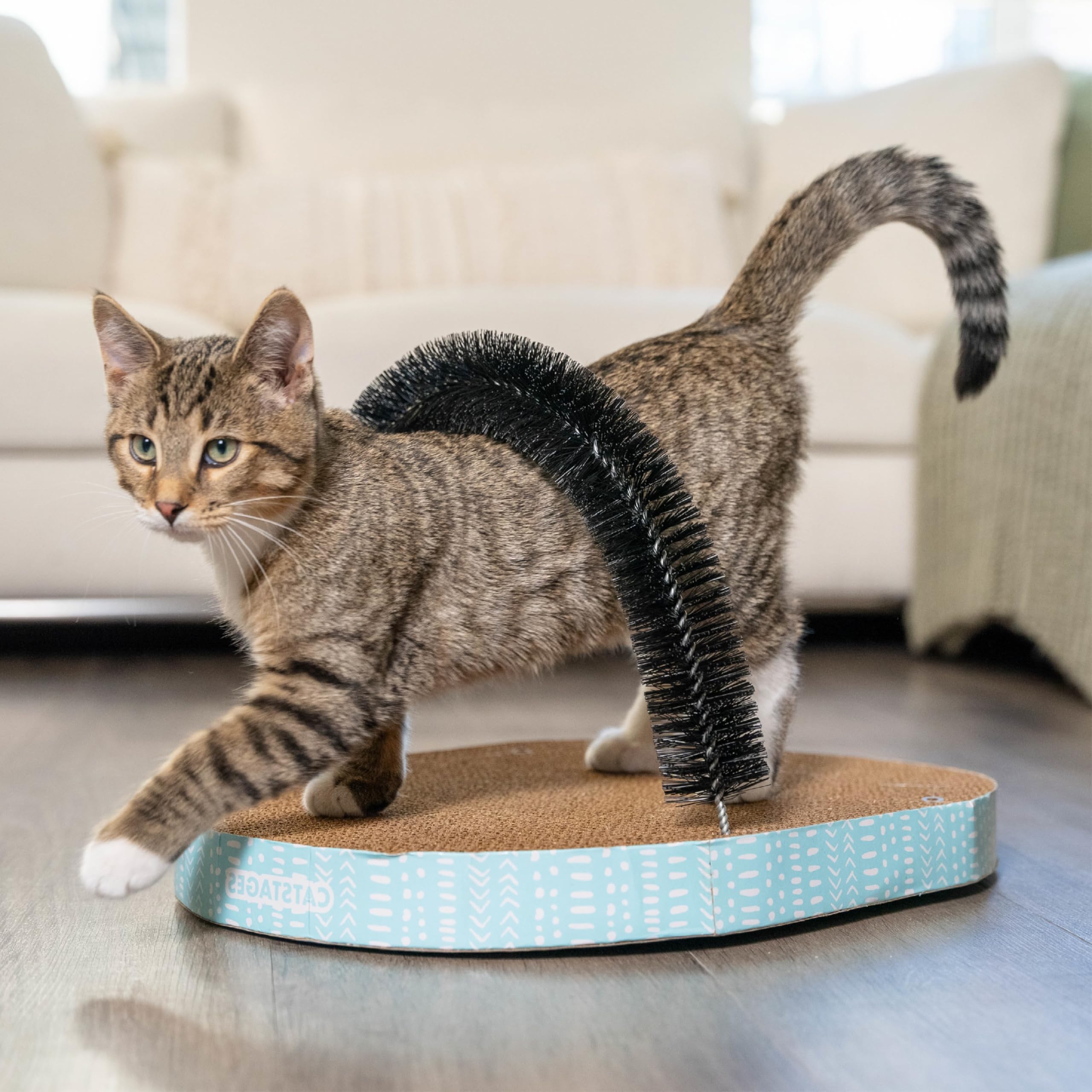 Catstages: massage poil doux pour un pelage sain et detendu.