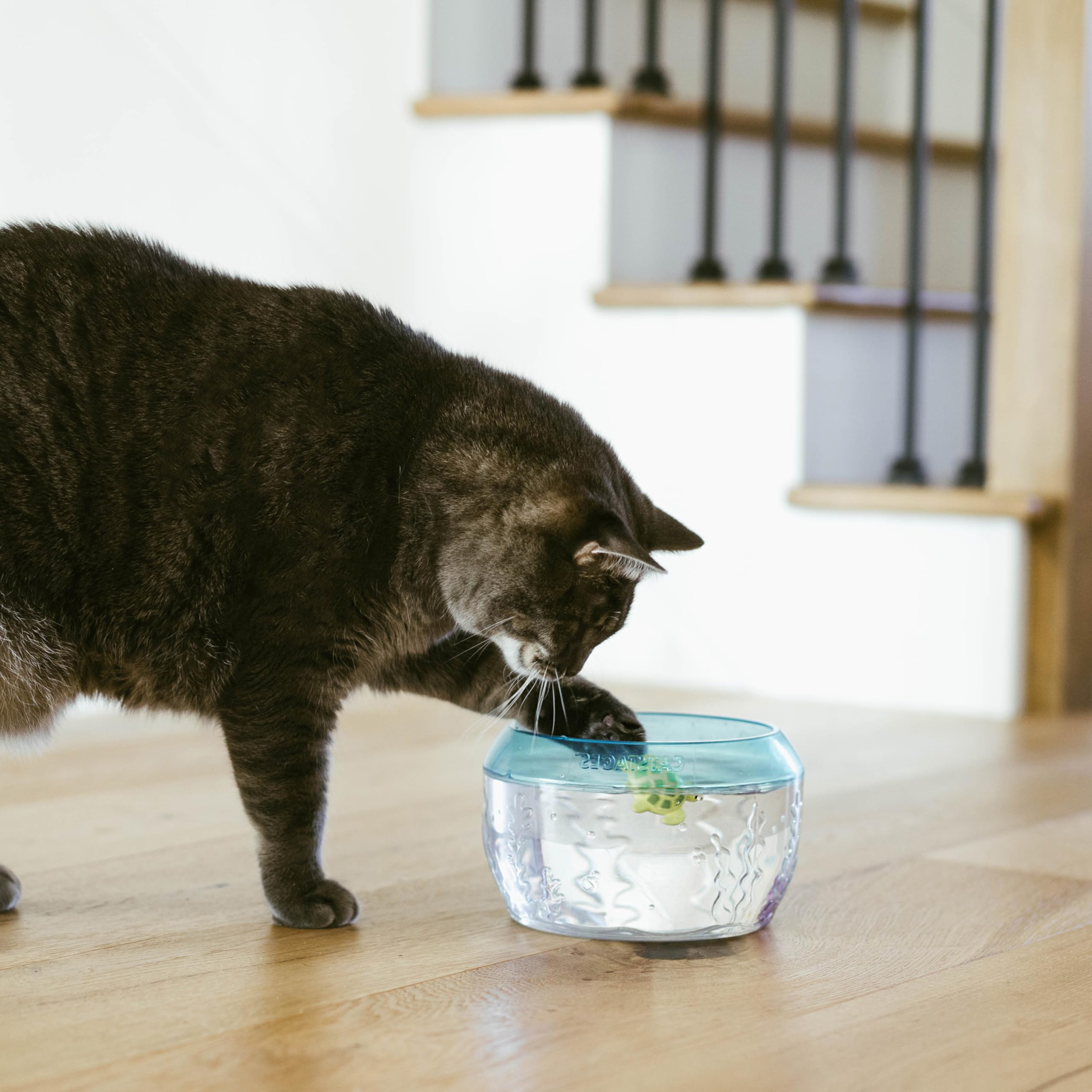 Catstages Meow-smerizing : enrichissement interactif pour chats d’intérieur.