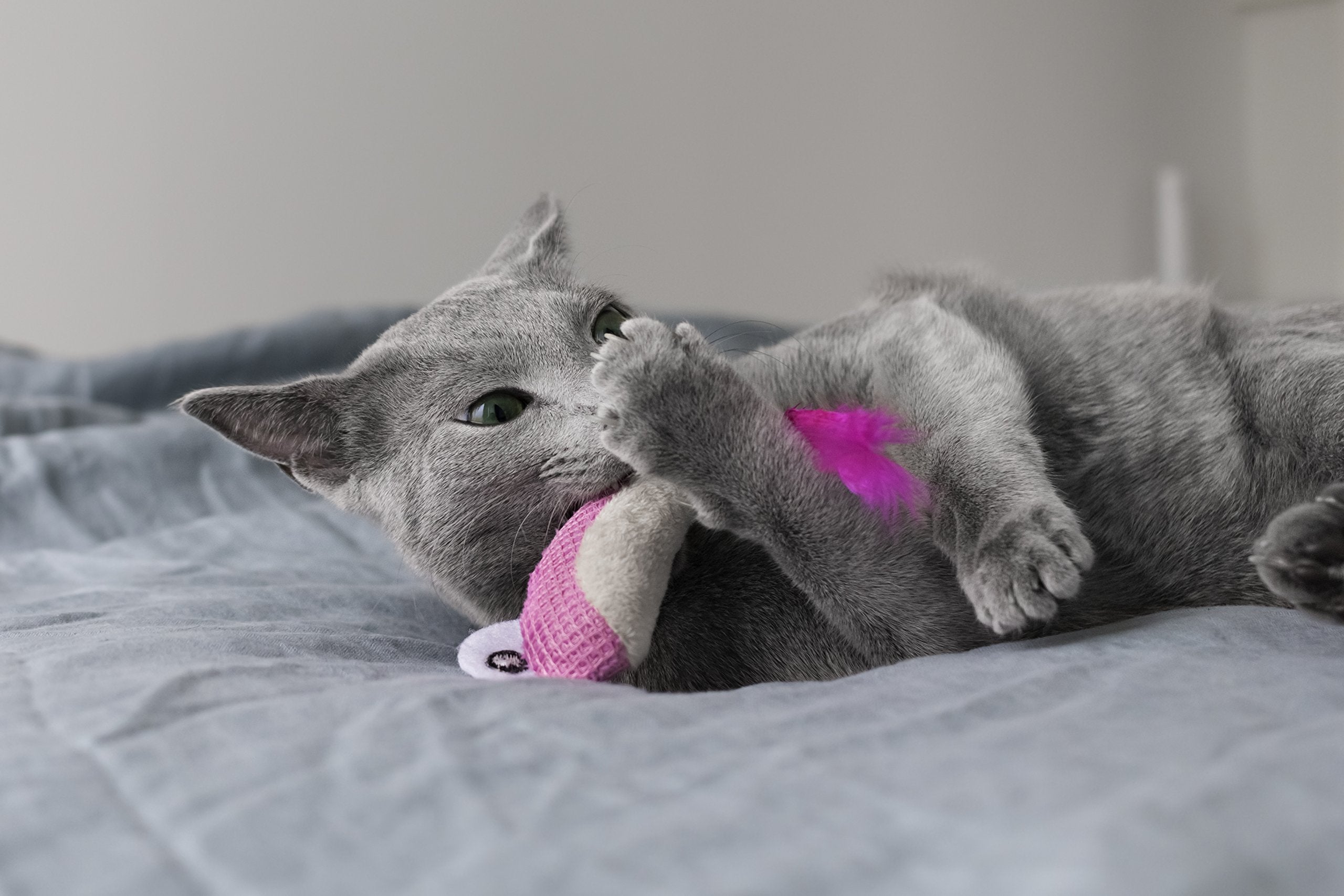 Catstages Dental Shrimpies, lot de deux jouets pour des sessions de jeu prolongées.