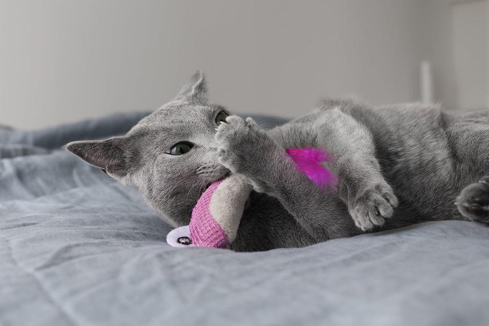 Catstages Dental Shrimpies, lot de deux jouets pour des sessions de jeu prolongées.