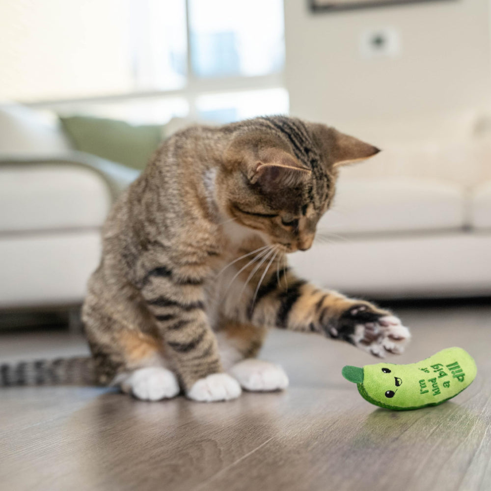 Catstages jouet d'intérieur: idéal pour le jeu indépendant et l'exercice.