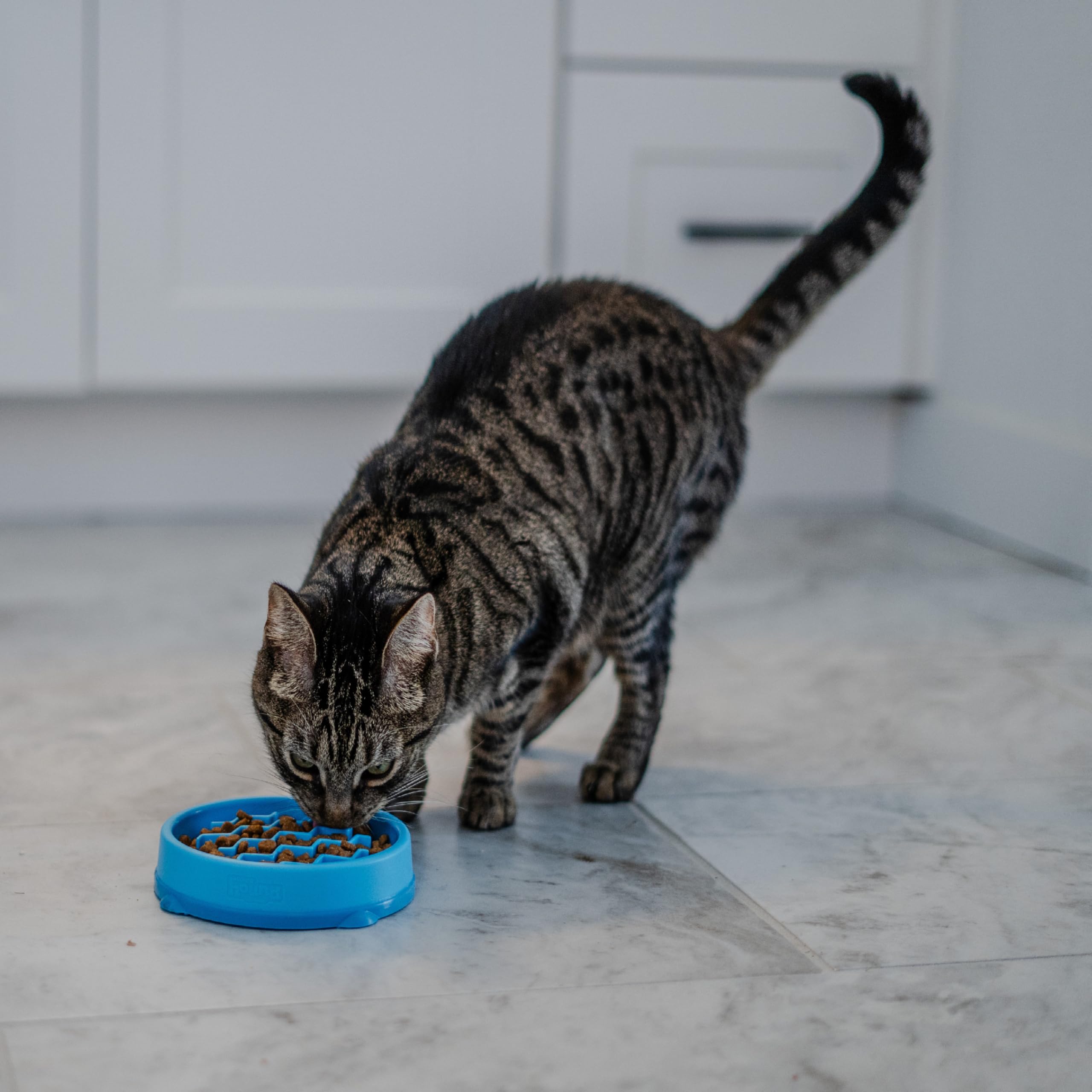 Catstages stimulation mentale chat incite à réfléchir pendant le repas.