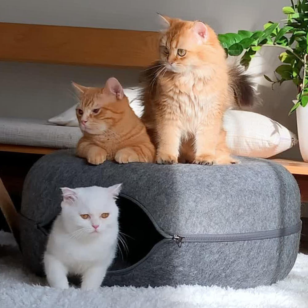 Cattasaurus Peekaboo cache-chat multi-animaux, espace adapté à plusieurs félins