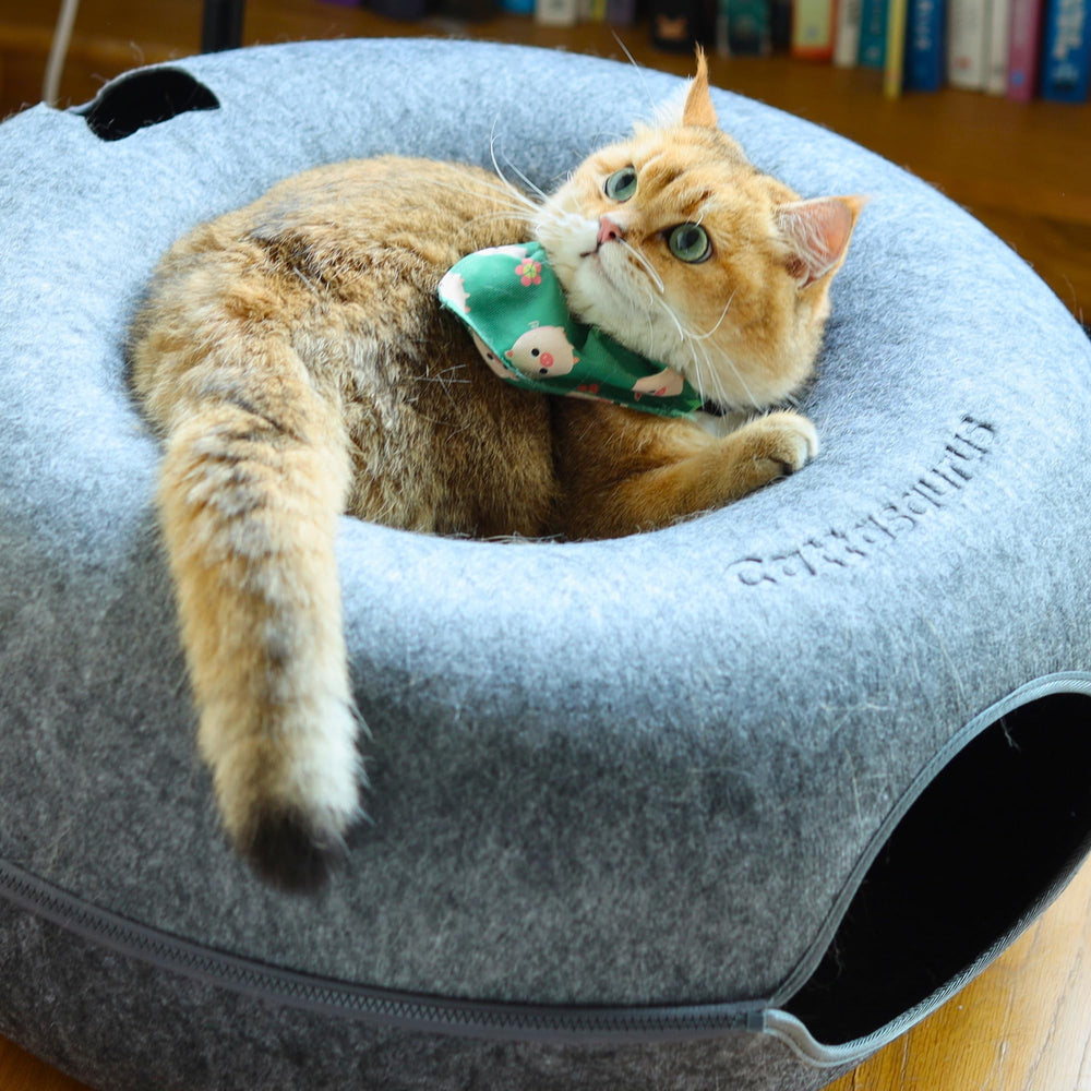 Cattasaurus Peekaboo grand-espace accueille chats volumineux et petits chiens.