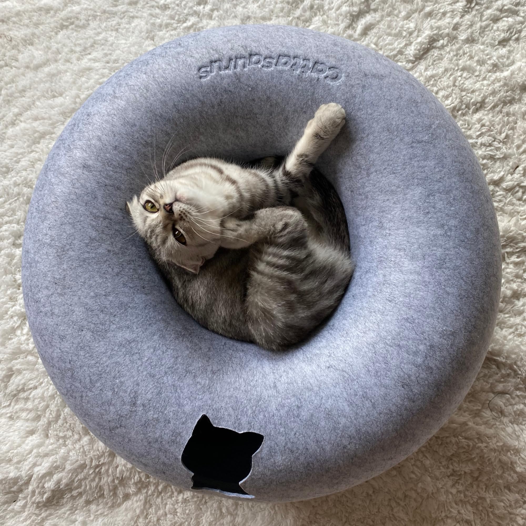 Cattasaurus Peekaboo usage polyvalent pour chats et petits chiens.