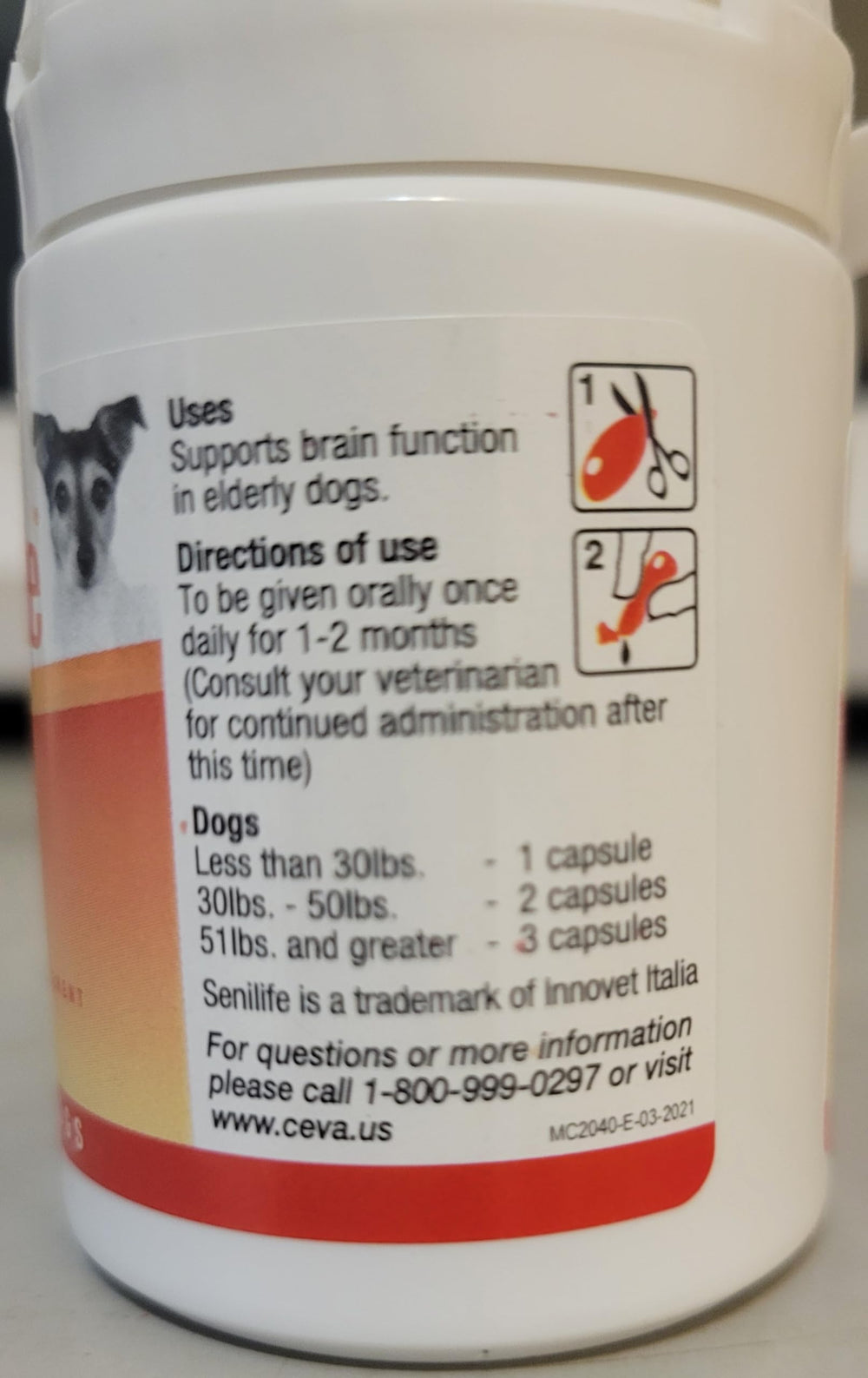 Activités quotidiennes possibles avec Senilife pour chien âgé.
