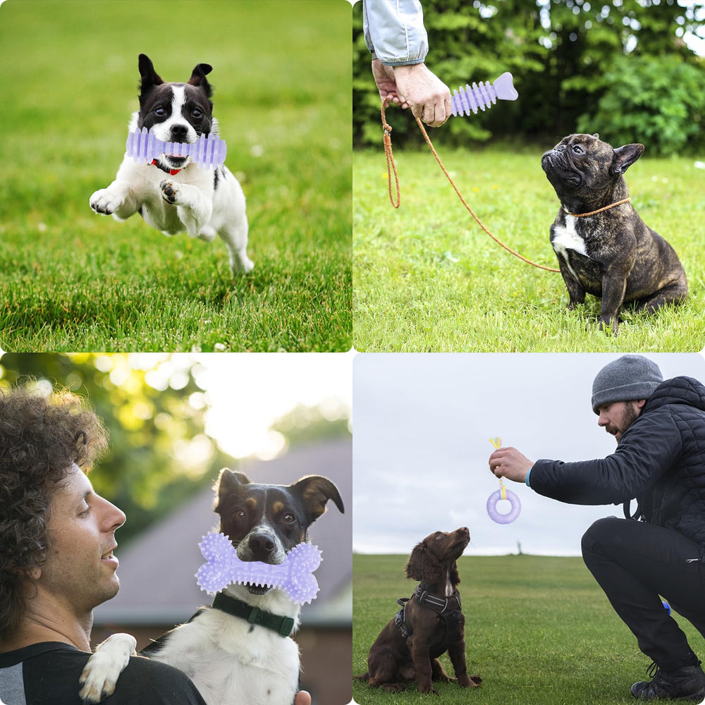 CGBD cadeau idéal pour chiots et petites races.