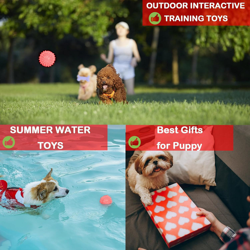 CGBD cadeau idéal pour chiots et petits chiens, amusement sain.