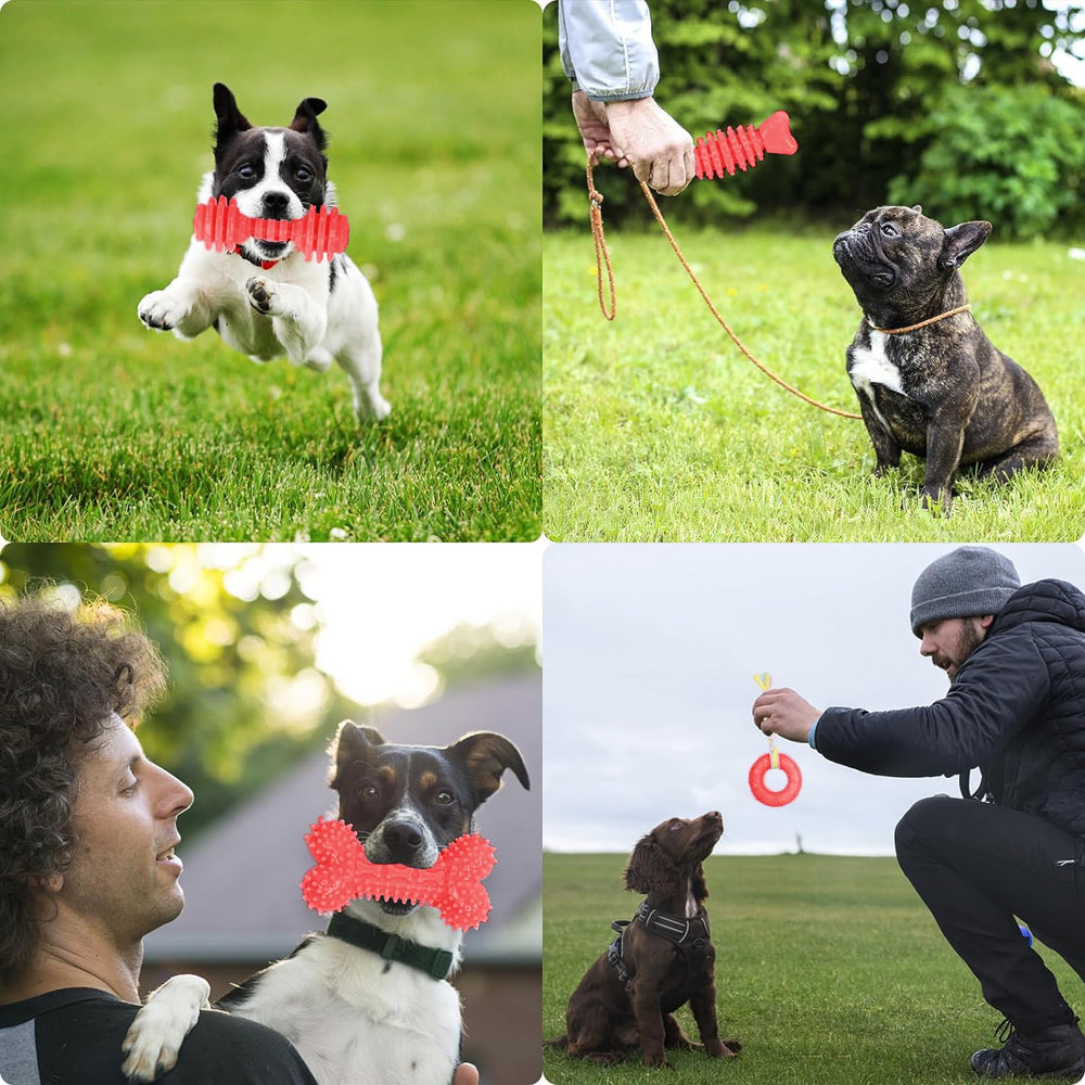 CGBD jouets dentaires stimulants pour petits chiens, plaisir et soin des dents.
