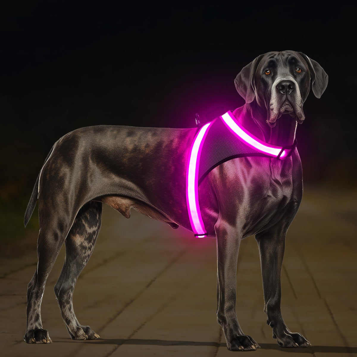 ChalkLit harnais chien lumineux 360° pour une visibilité nocturne maximale lors des promenades.