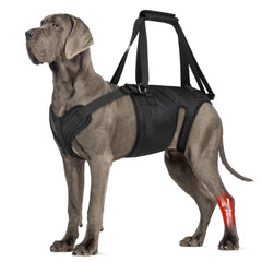 Harnais ChalkLit de levage pour chien moyen, soutien pratique lors des sorties