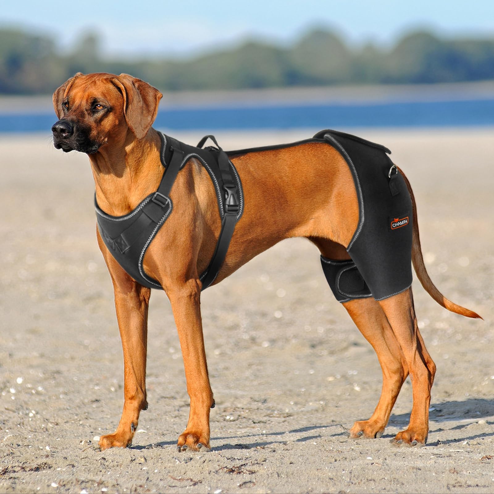 CHAMIN coussin douceur hanche chien offrant un rembourrage confortable.
