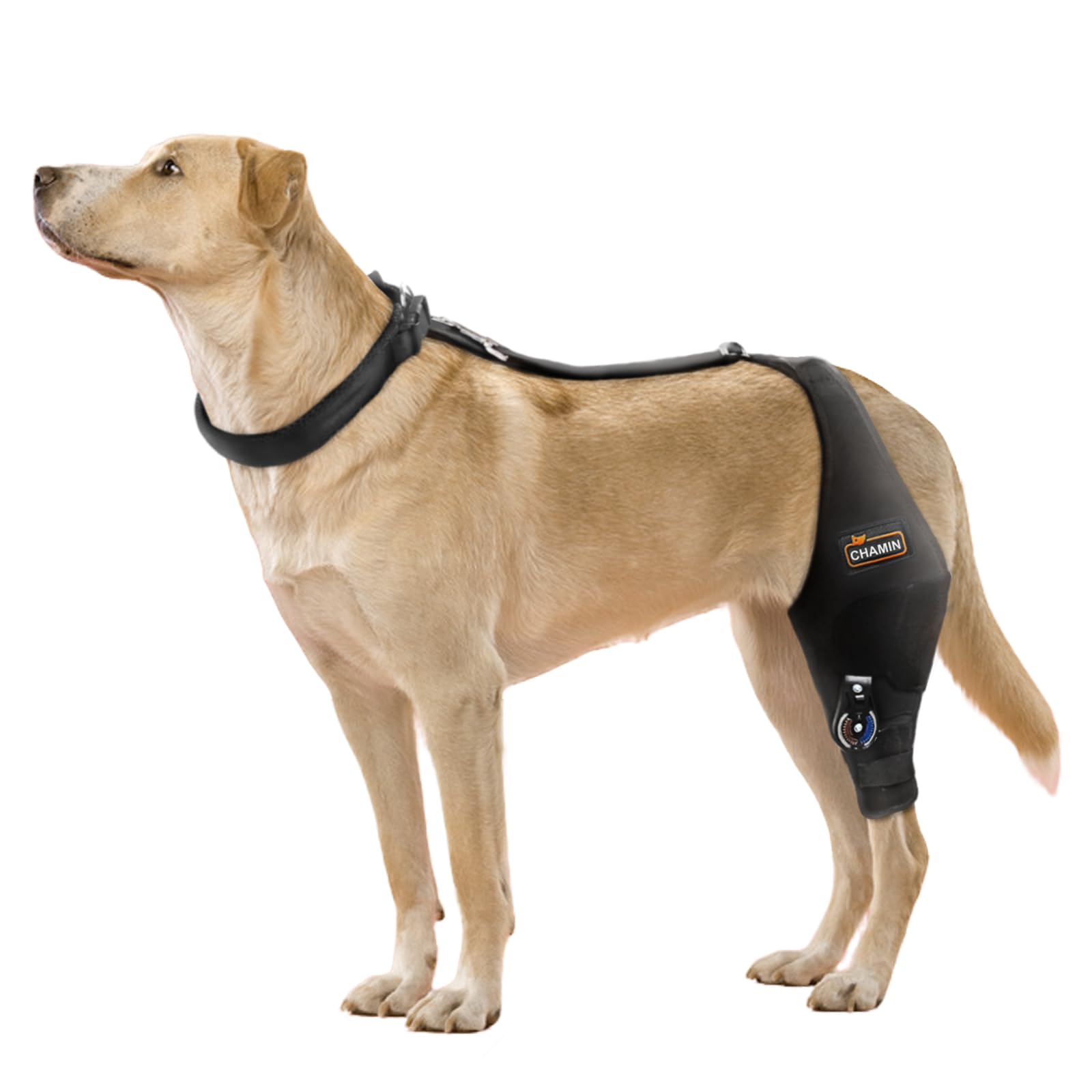 CHAMIN Attelle genou chien ajustable gauche XL : soutien ciblé et confortable.