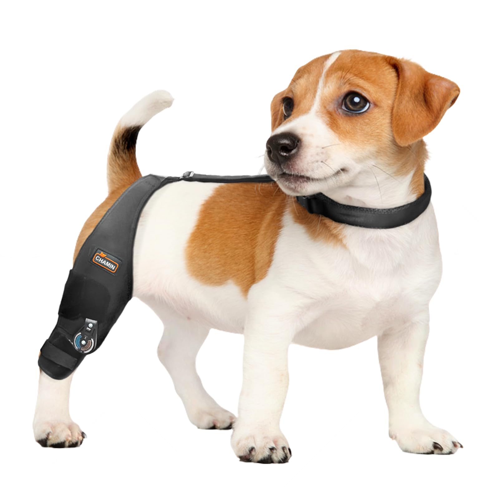 CHAMIN genou-chien-droit-ajustable: soutien stable lors des promenades.