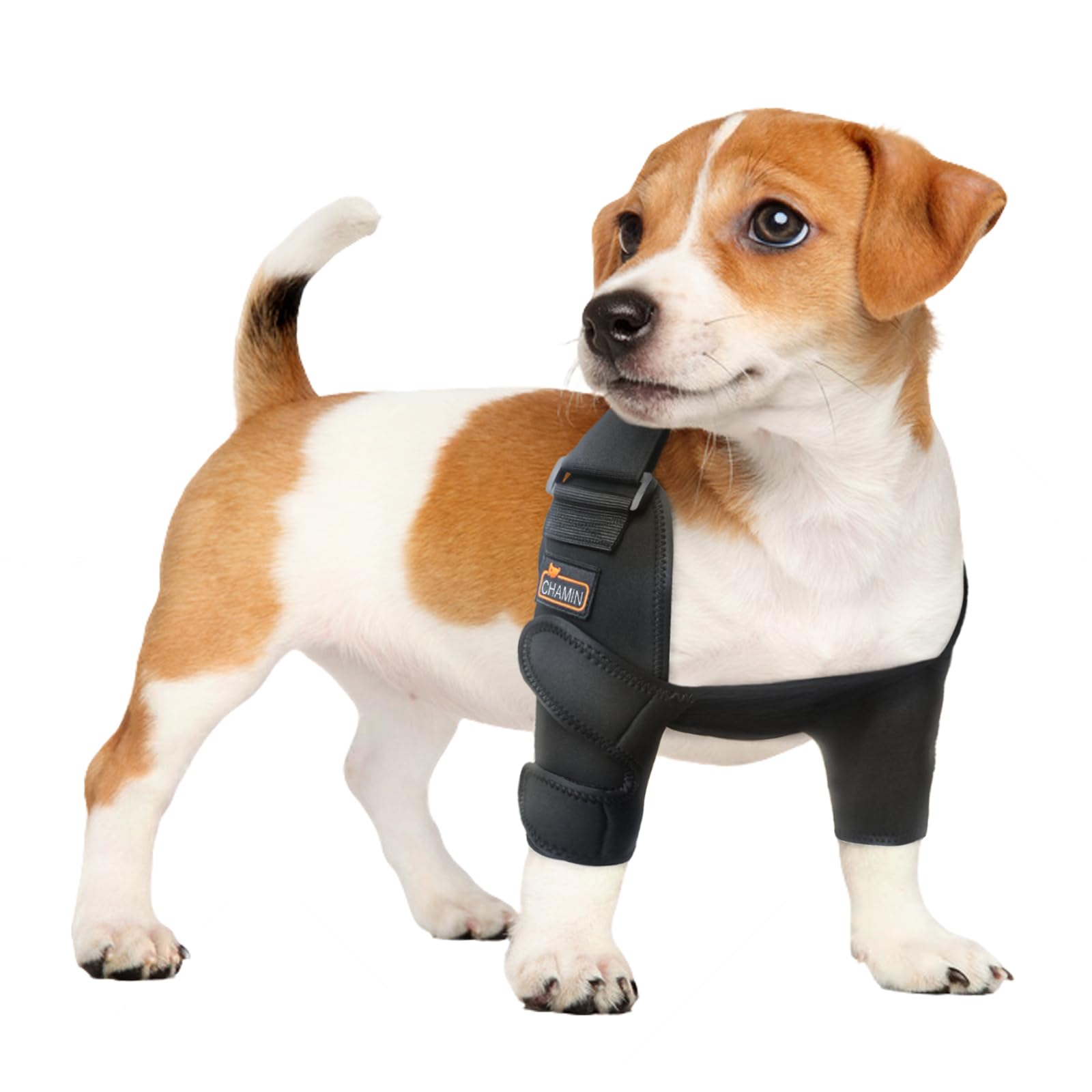 CHAMIN orthèse coude chien droit en néoprène pour soutien durable.