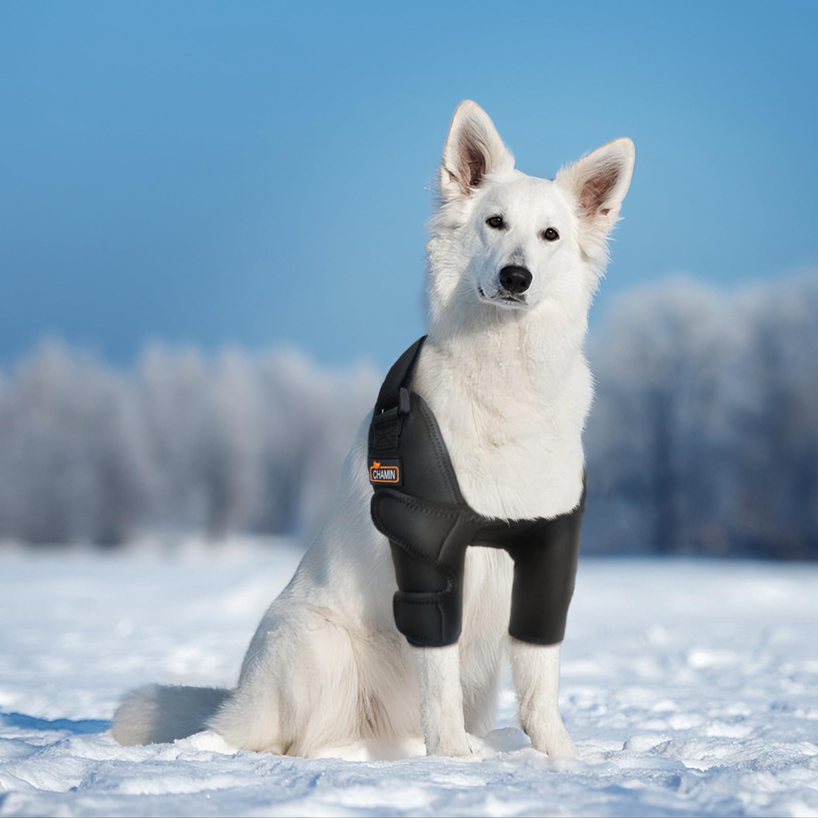 CHAMIN orthèse coude chien gauche en néoprène pour mobilité améliorée.