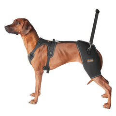 CHAMIN orthese hanche chien porté pour un soutien stable pendant l'activité.