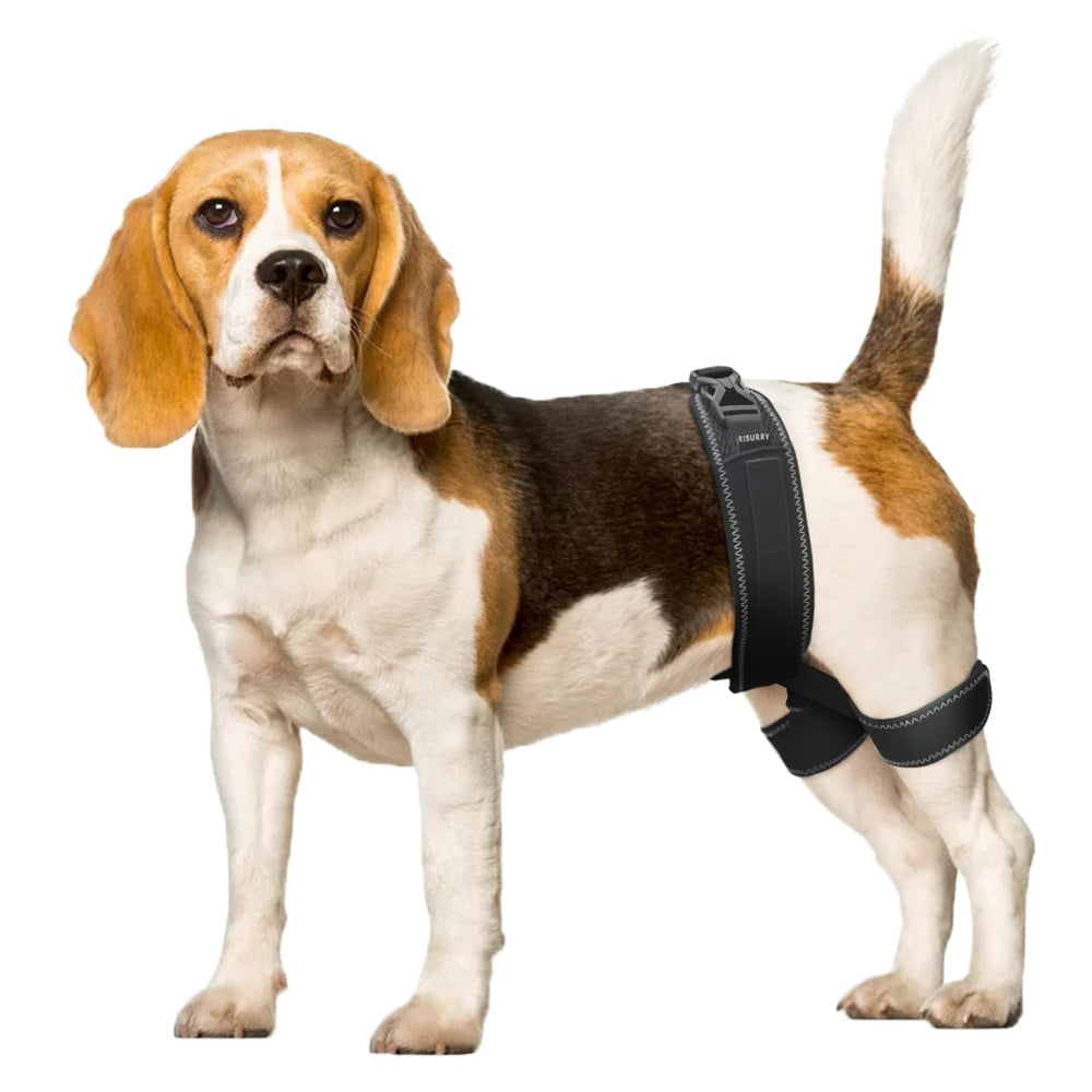 CHAMIN orthèse hanche chien – utilisation lors d'activités pour soutenir les hanches