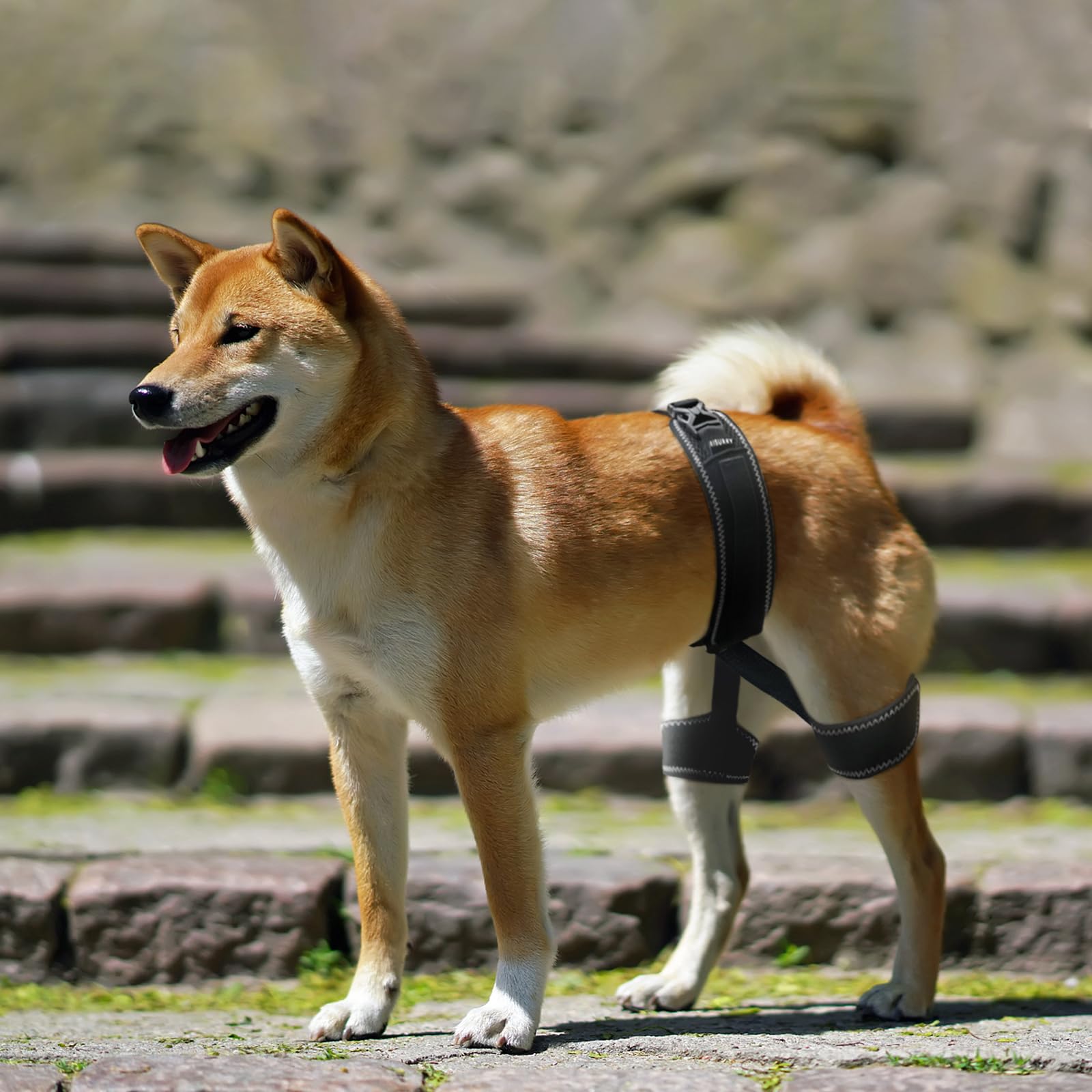 CHAMIN soutien hanche chien – réduction possible des boiteries lors des promenades
