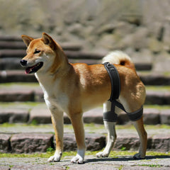 CHAMIN soutien hanche chien – réduction possible des boiteries lors des promenades