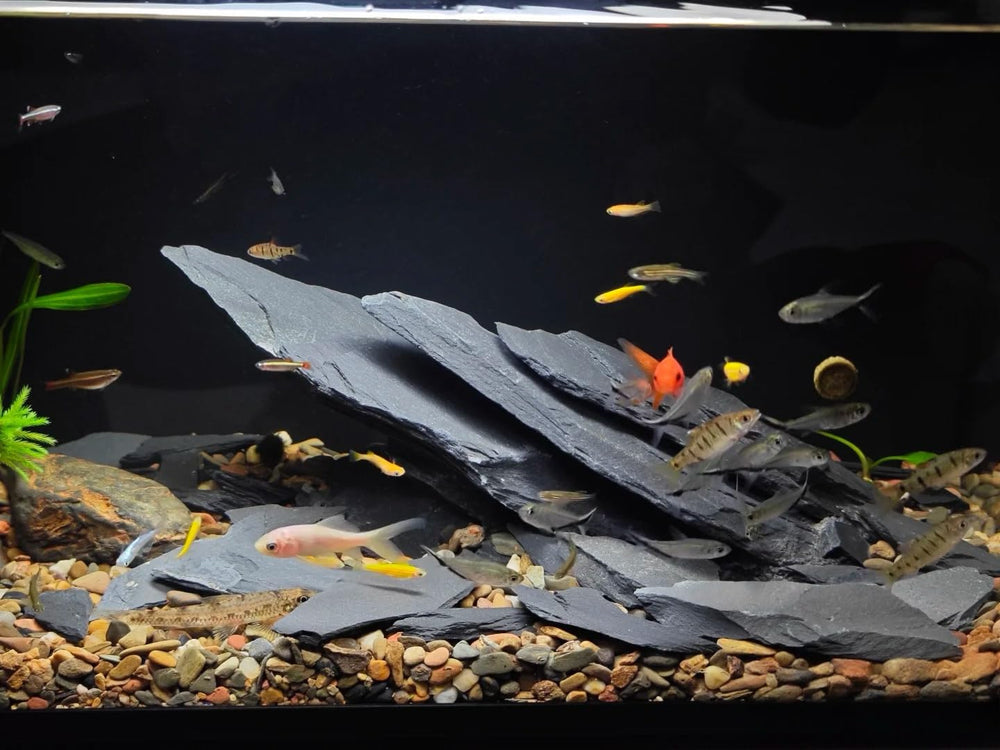 ChaoLeHo habitat ardoise naturelle, amélioration des paysages terrariums et aquariums.