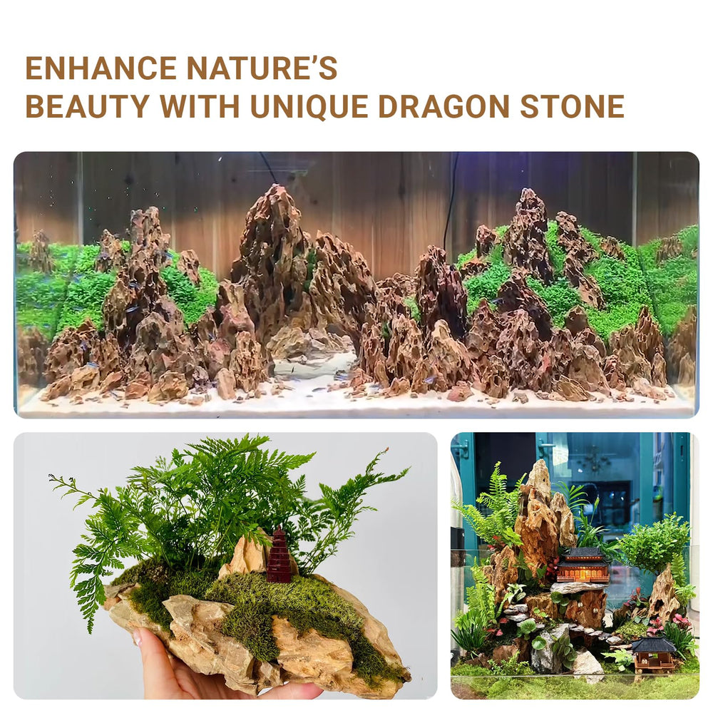 ChaoLeHo Dragon Stones surface poreuse favorisant les racines des plantes.