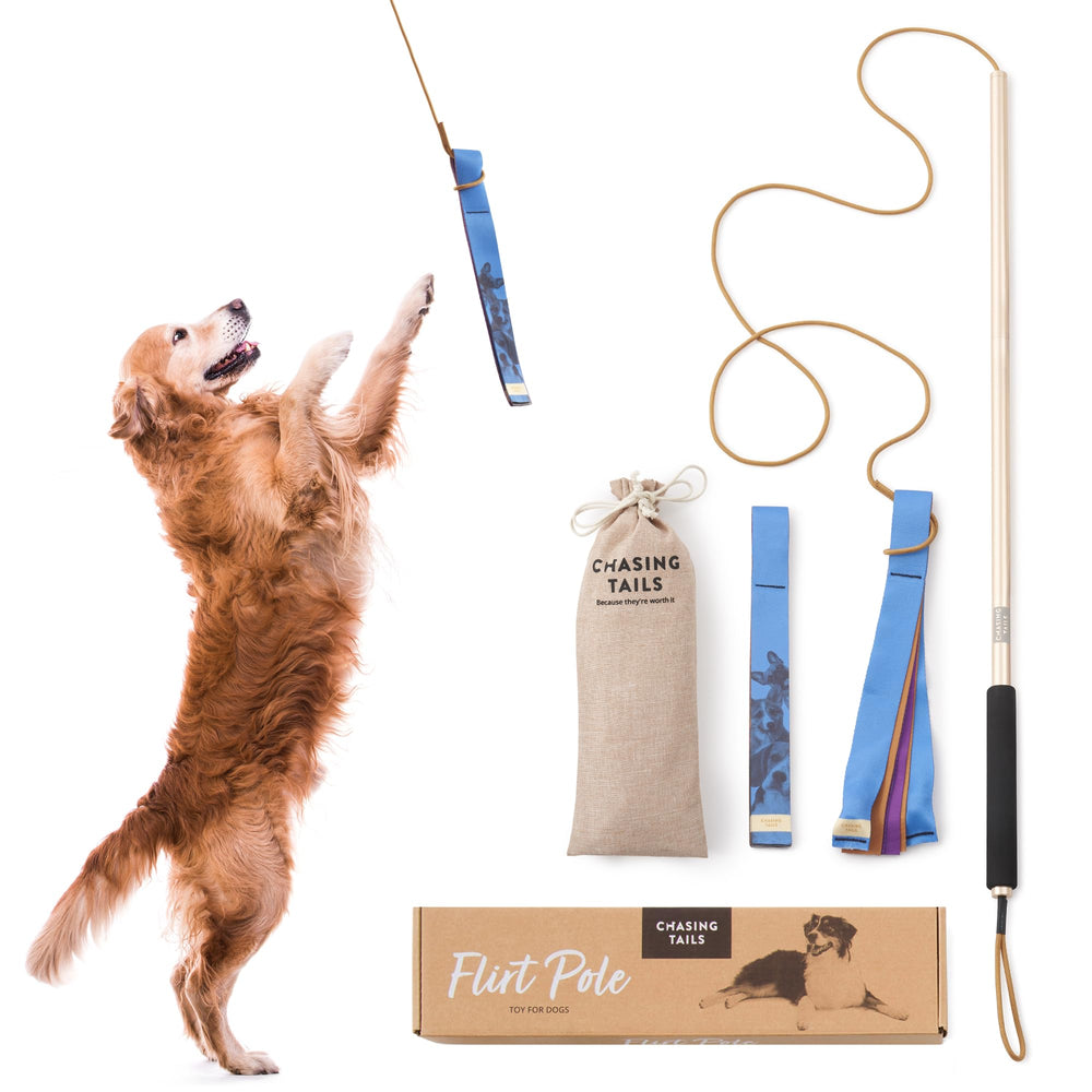Chasing Tails Flirt Pole 36 po démonte-triple, usage extérieur pour grands chiens.