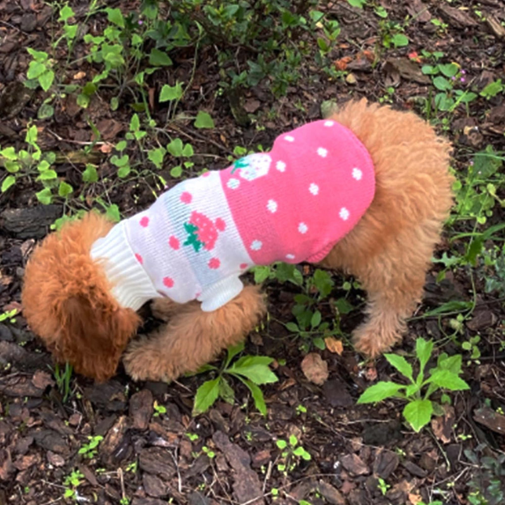 Pull CHBORCHICEN petit format — idéal pour chiots et petits chiens.
