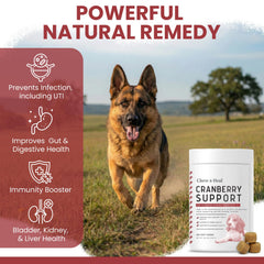 Chew + Heal Labs bouchées canines: soutien potentiel du système urinaire.