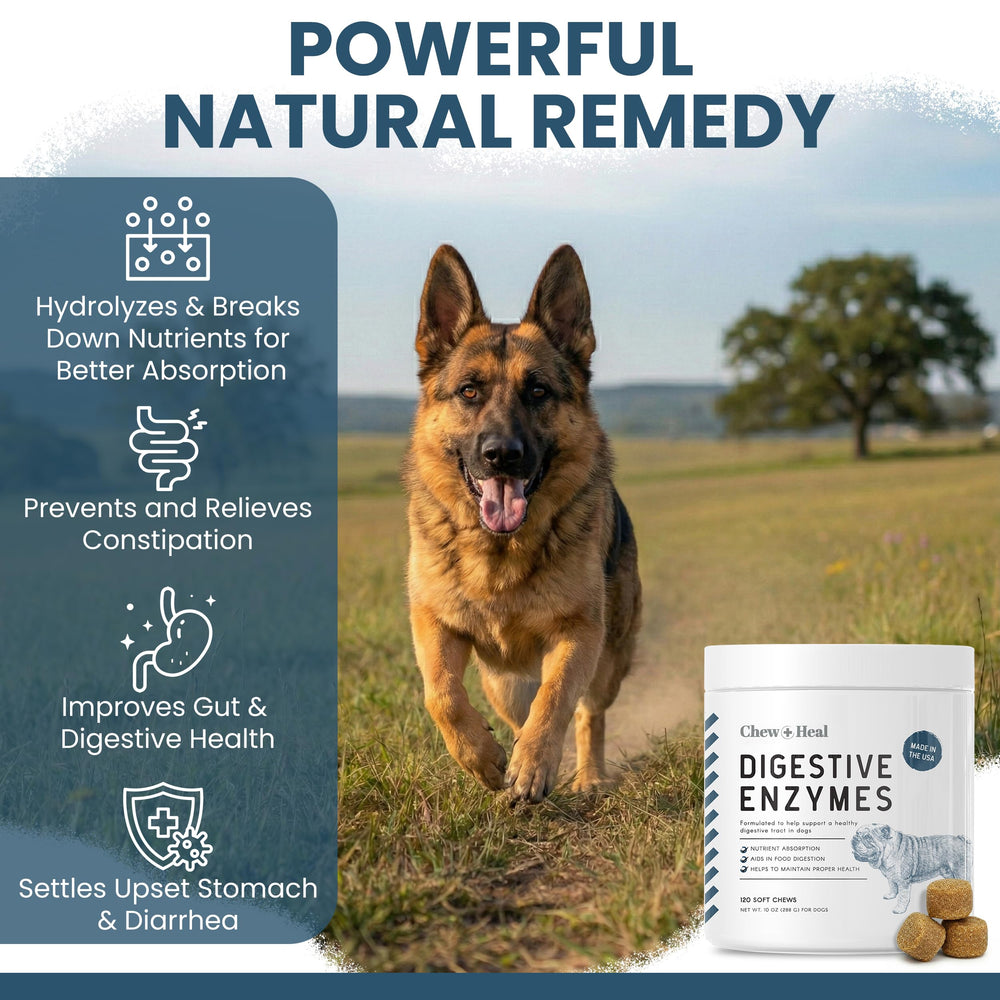 Enzymes digestives Chew + Heal Labs – protéase/amylase/lipase pour l’assimilation.