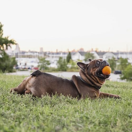Chew King balle caoutchouc saveur bacon avec ouverture friandises pour stimulation