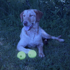 Chew King balle lumineuse compatible lance-balle, idéal pour des sessions actives en plein air.