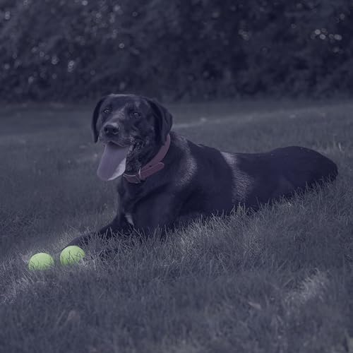 La balle lumineuse Chew King pour jeux nocturnes et sécurisés