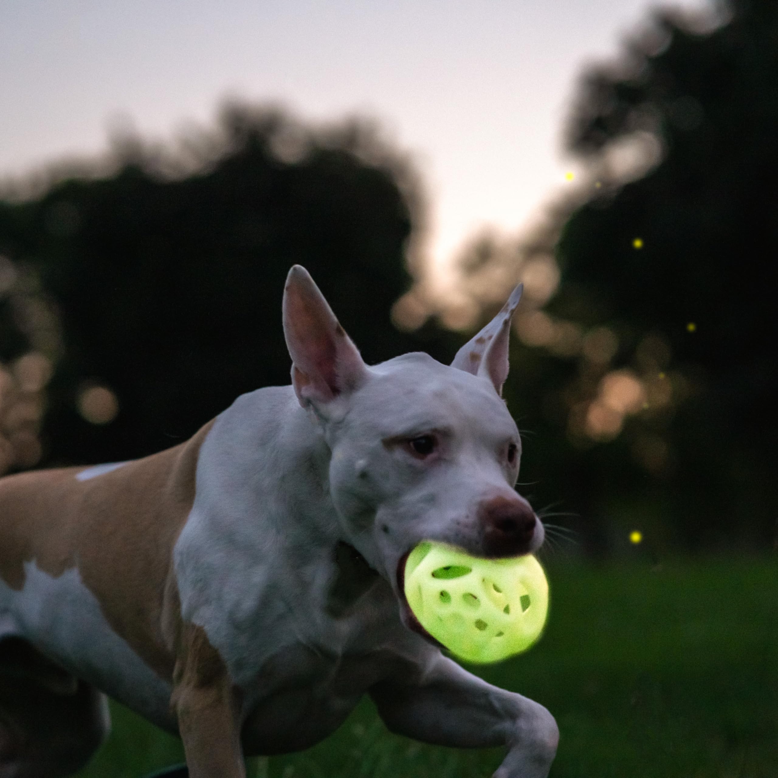 Chew King balle se recharge rapidement sous lumière, idéale pour les jeux nocturnes.